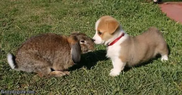 Puppy And Bunny Kiss