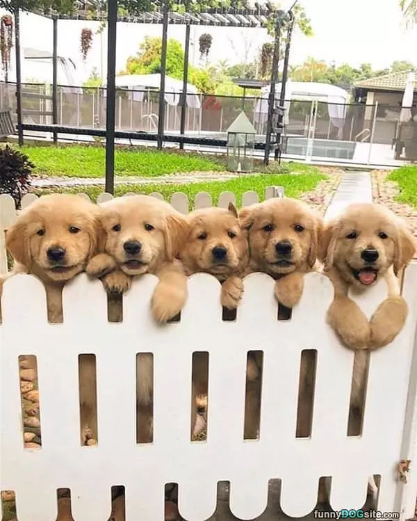 The Fence Of Puppies