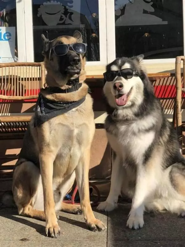 These Are Some Cool Dogs