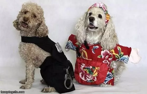 Costume Dogs