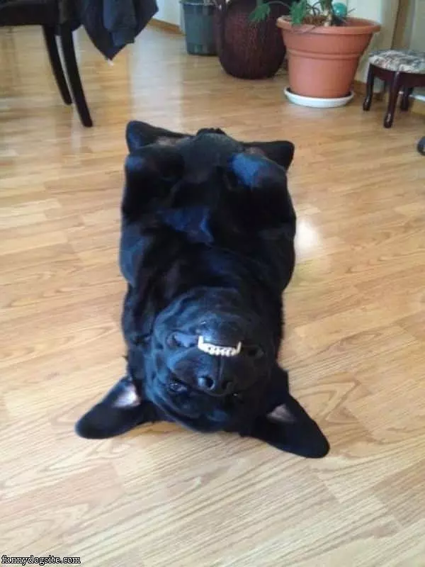 Upside Down Smiling Dog