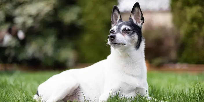 Toy Fox Terrier Relaxing on...