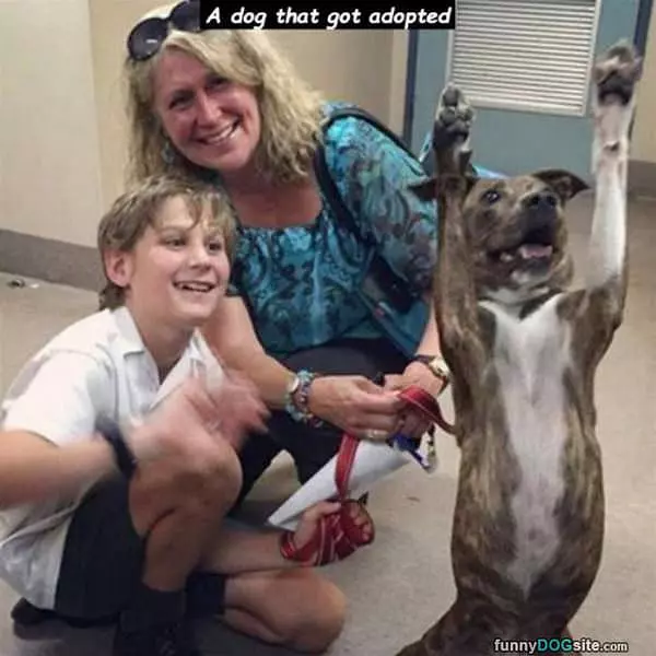 Dog Got Adopted