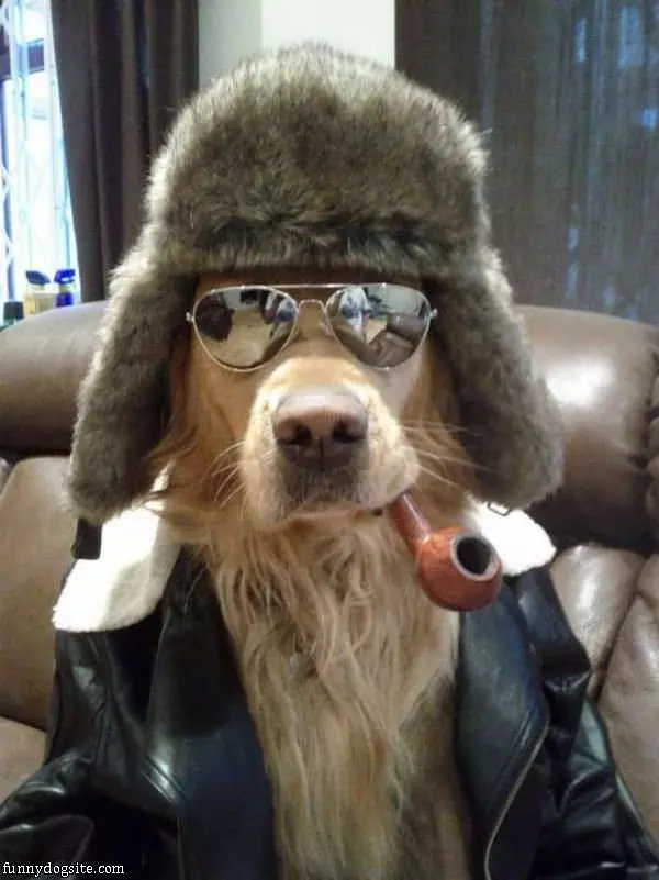 This Is A Cool Dog