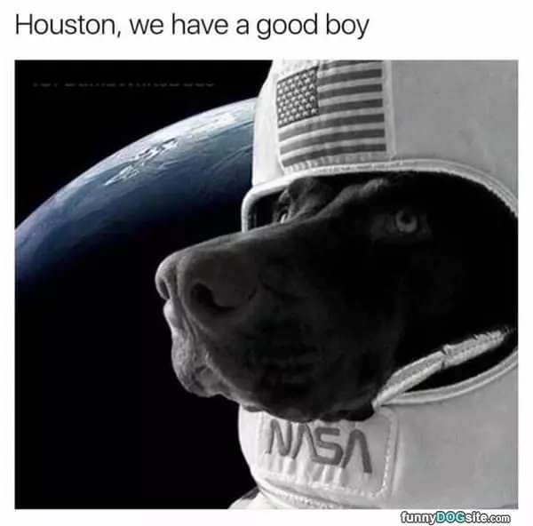 Houston We Have A Good Boy