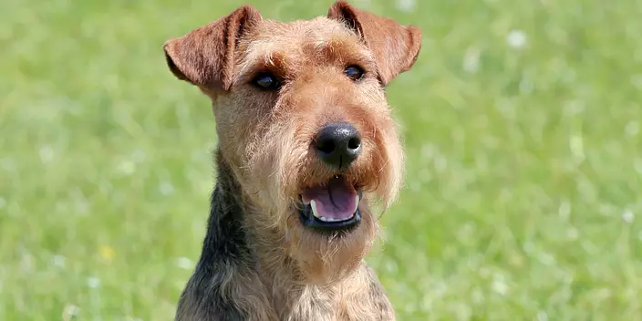 Typical Welsh Terrier