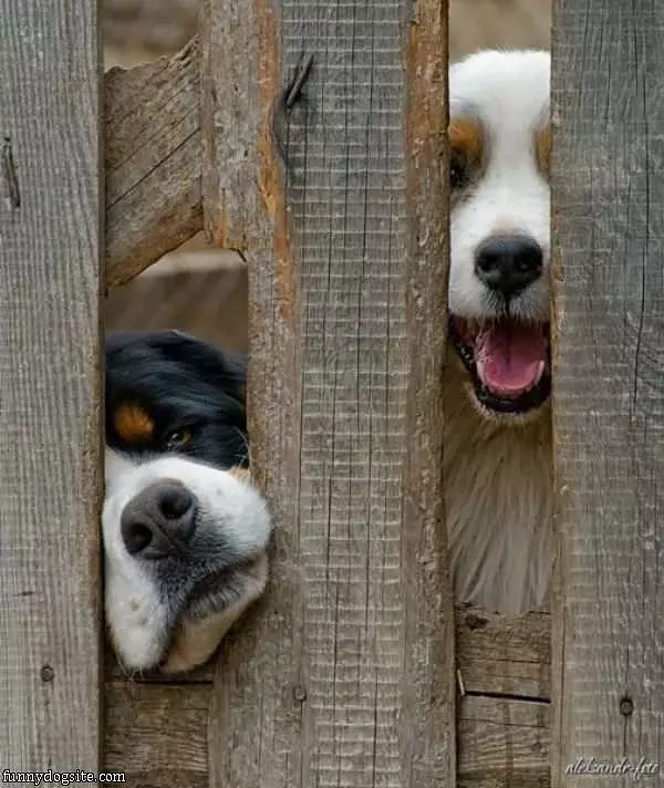 Hey Guys Let Us Out