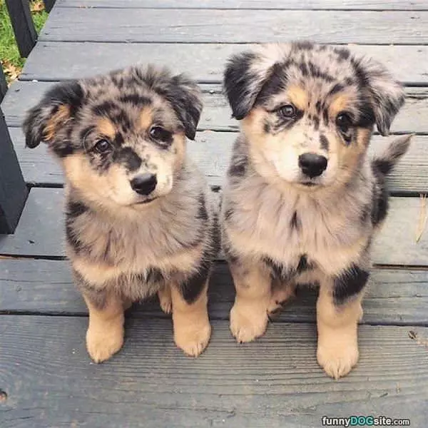 These Cute Puppies