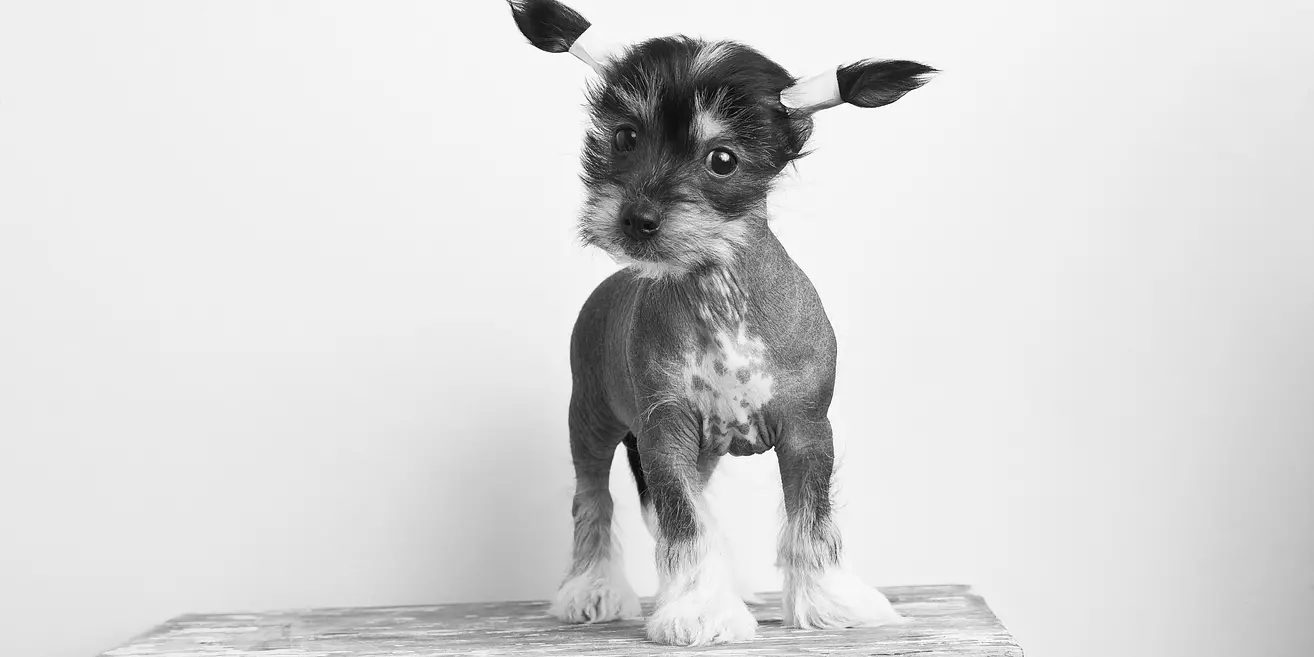 Cute Chinese Crested
