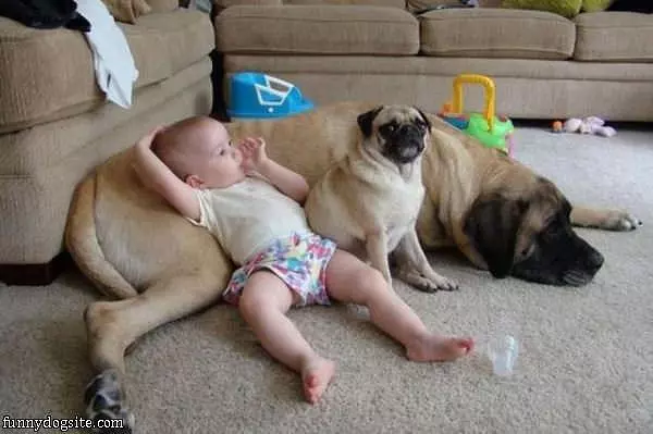 Cute Baby And Dogs