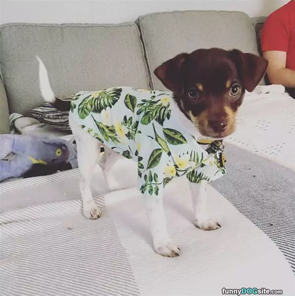 Nice Puppy Shirt