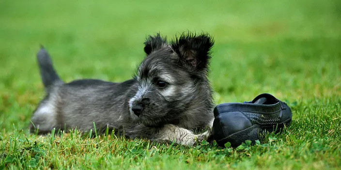 Skye Terrier puppy