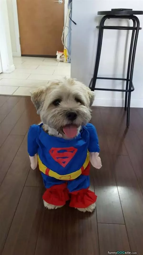 Super Dog