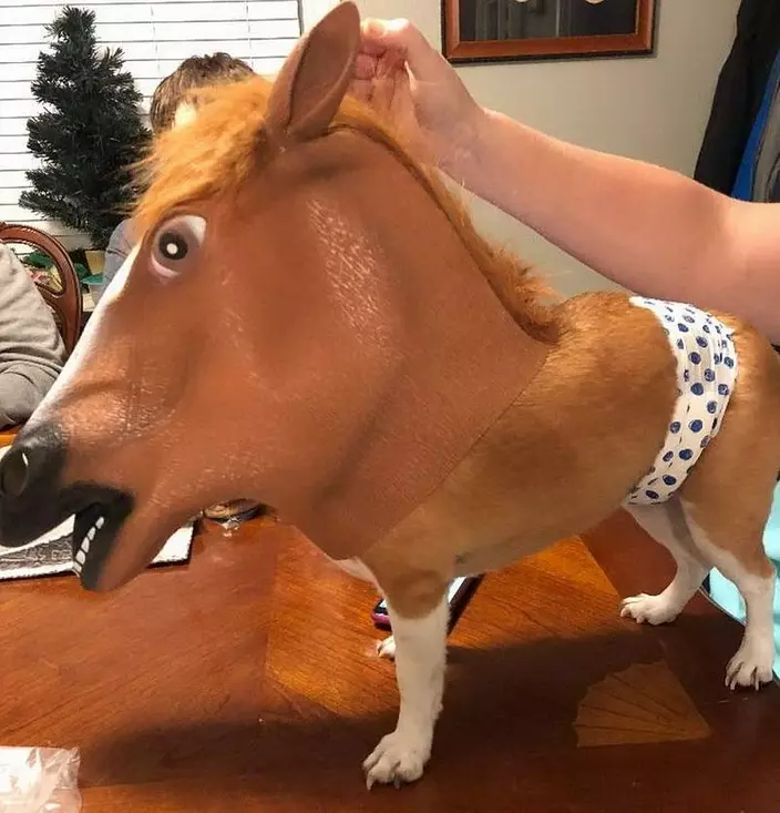 Half Dog Half Horse