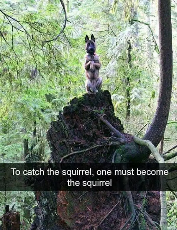 To Catch A Squirrel