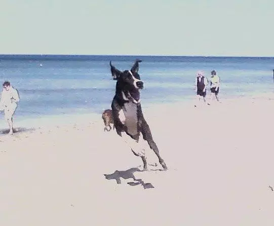Bubba On Dog Beach
