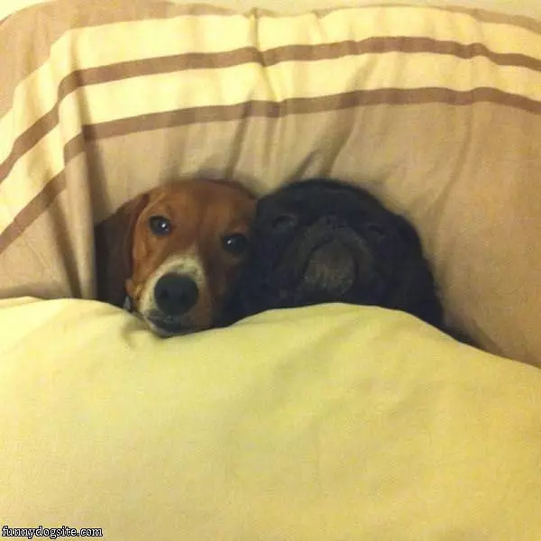 Dogs Snuggled Up