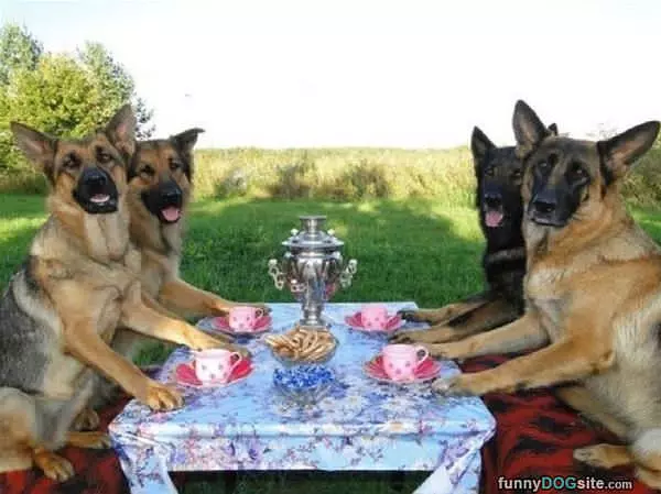 A Dog Tea Party