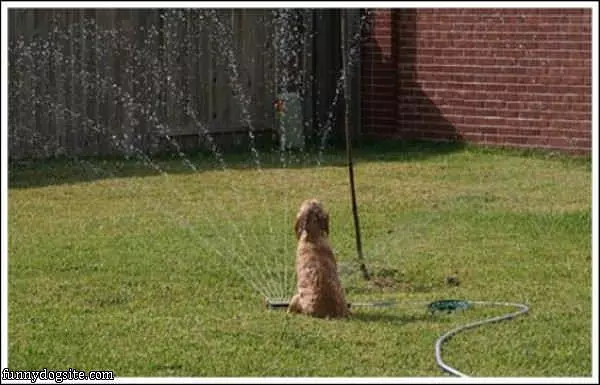 I Loves Me This Sprinkler
