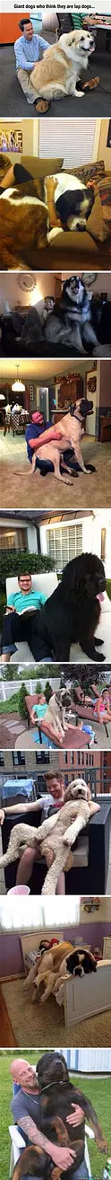 Giant Lap Dogs