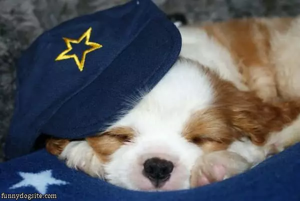 Cute Sleeping Pup