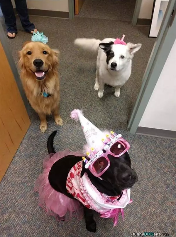 A Dog Party