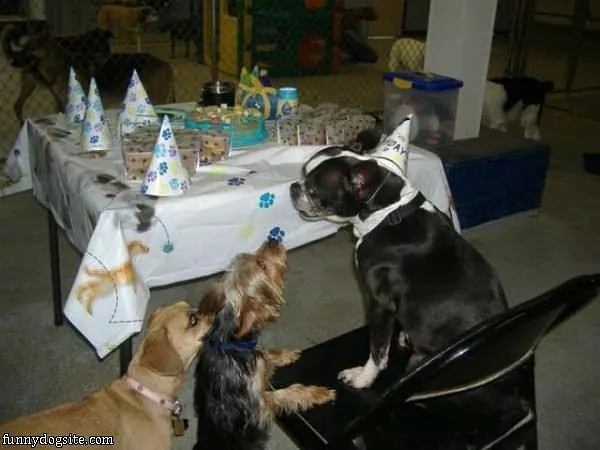Table Dogs