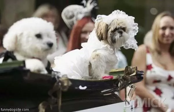 Dog Wedding