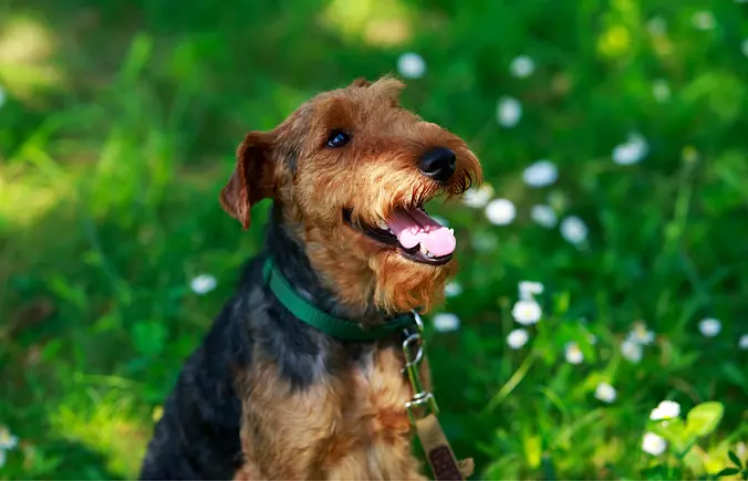 Happy Welsh Terrier