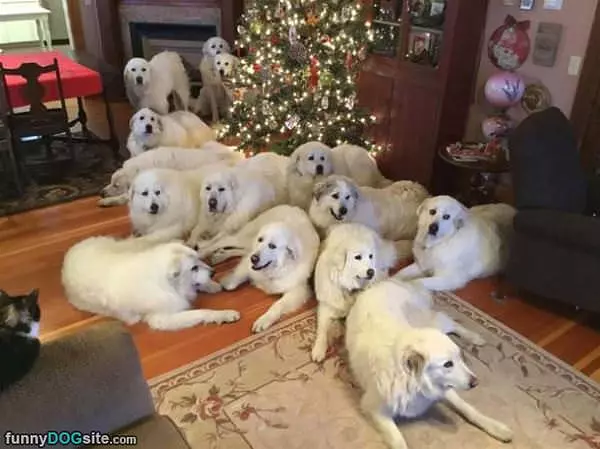 All These Dogs