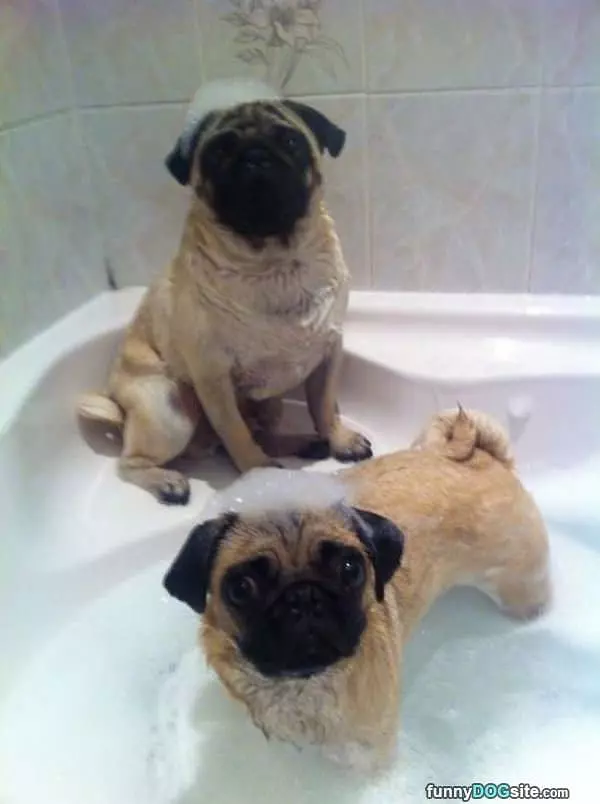 The Pug Bath