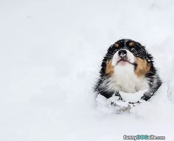 Diving Out Of The Snow