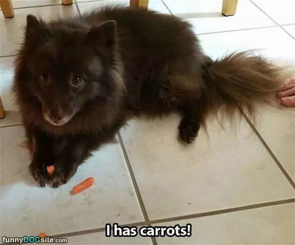 I Has Carrots