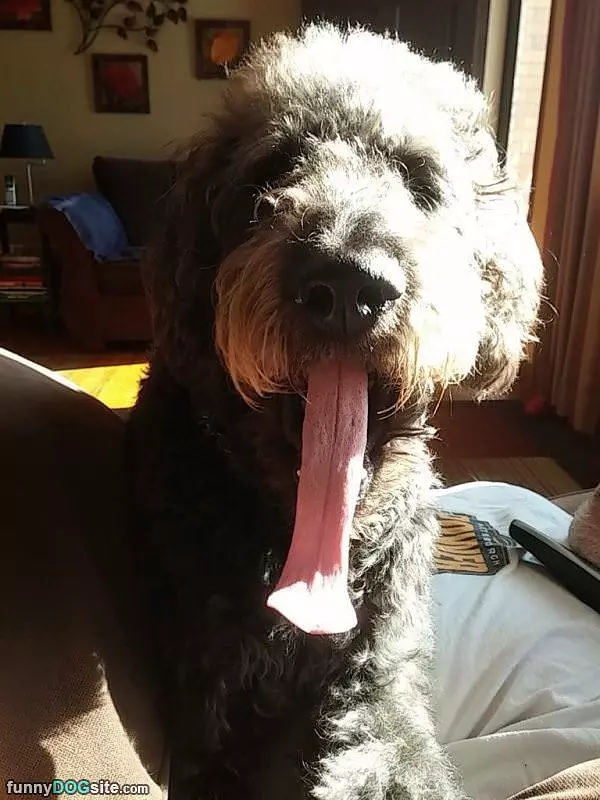 Super Duper Long Tongue
