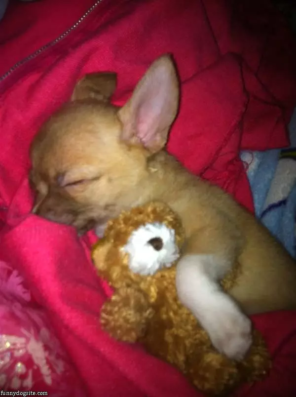 Cute Toby Sleeping