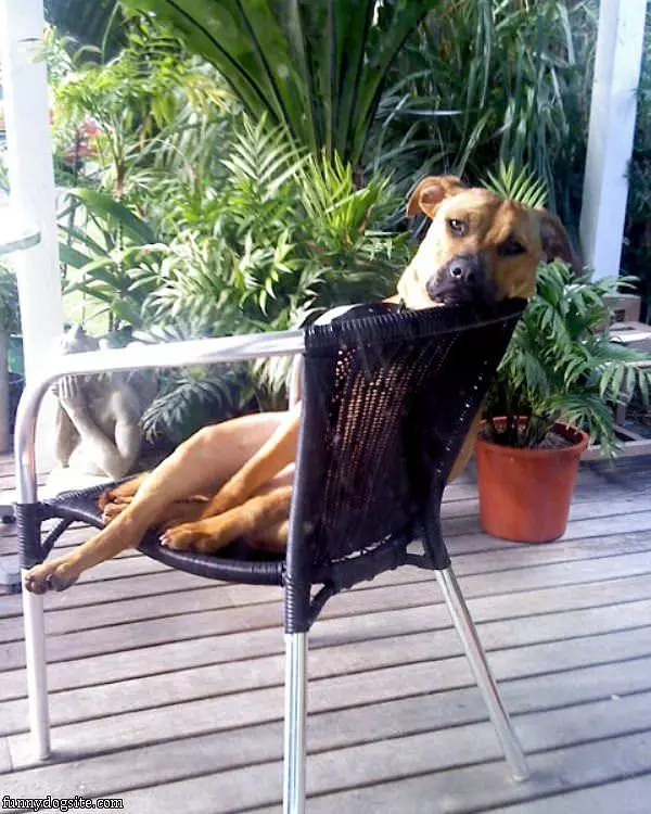 Mastiff In A Chair
