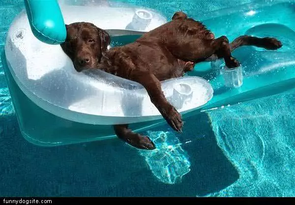 Dog In Pool