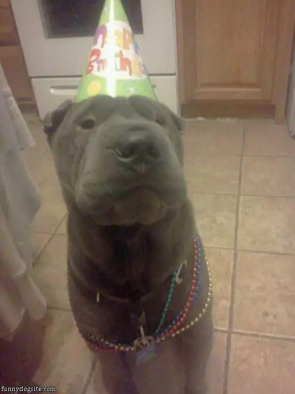 Birthday Hat Dog
