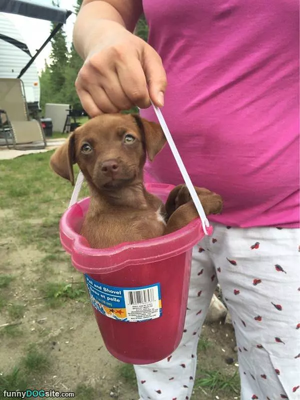 One Bucket Full Please