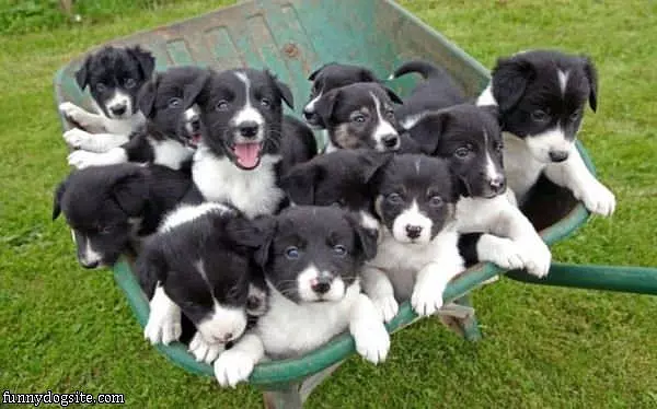 Wheel Barrel Of Puppies