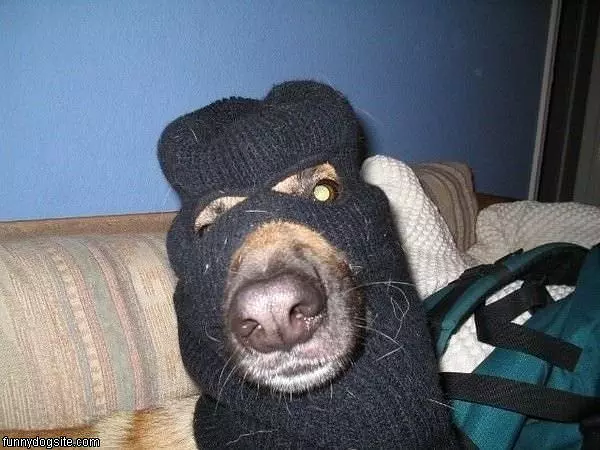 Robbery Dog