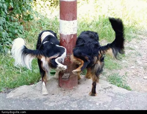Double Pole Dog Piss