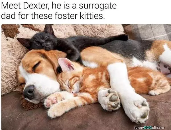 Meet Dexter