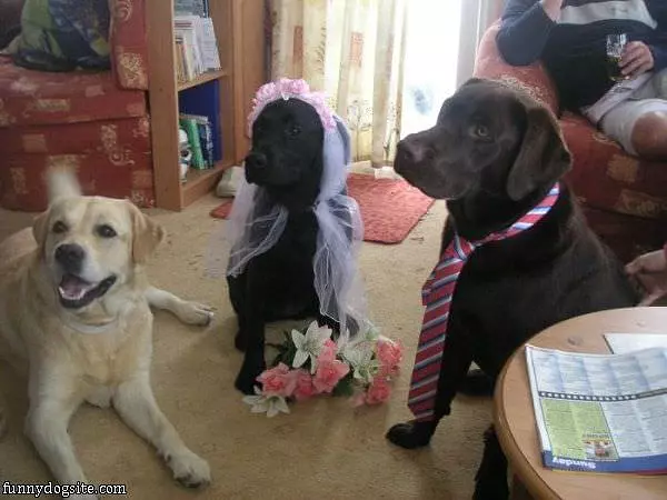 A Dog Wedding