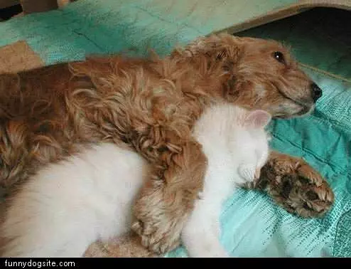 Brown Dog Sleeps With Cat