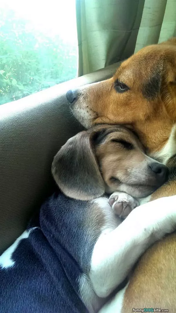 Cuddled In Together