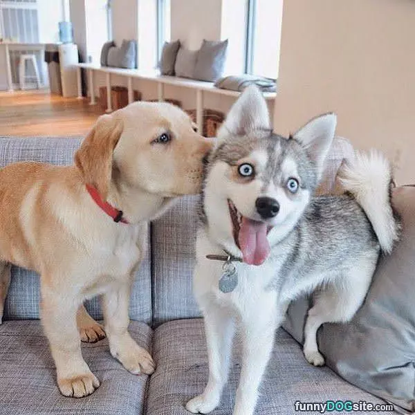 Cutest Little Kisses