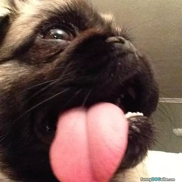 Thats What You Call A Tongue
