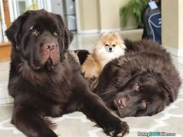 Pile Of Dogs