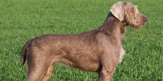 Slovakian Wirehaired Pointe...